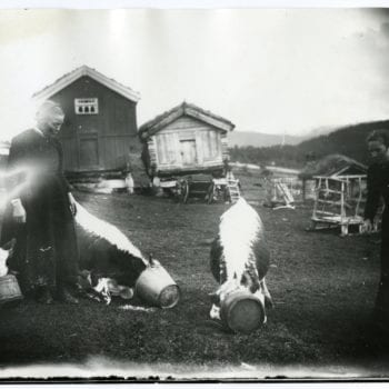 Two women feed three cows outside.