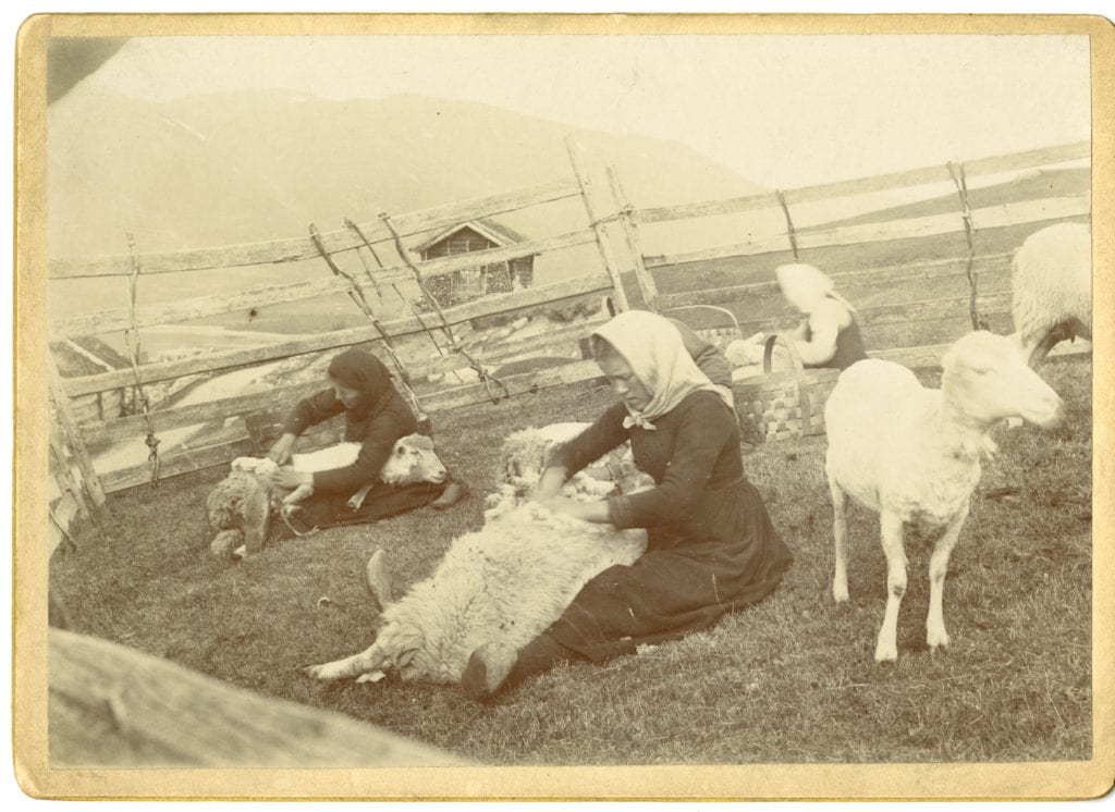 Sheep Shearing Historical Images, Farm Vesterheim NorwegianAmerican