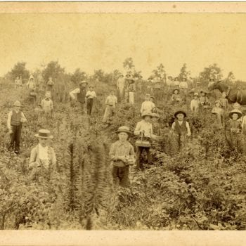 Large group in field picking berries.