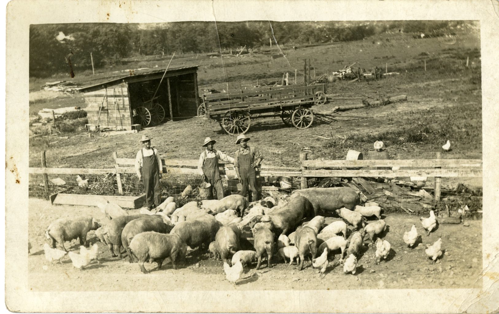 Three men with pigs and chickens on a farm.