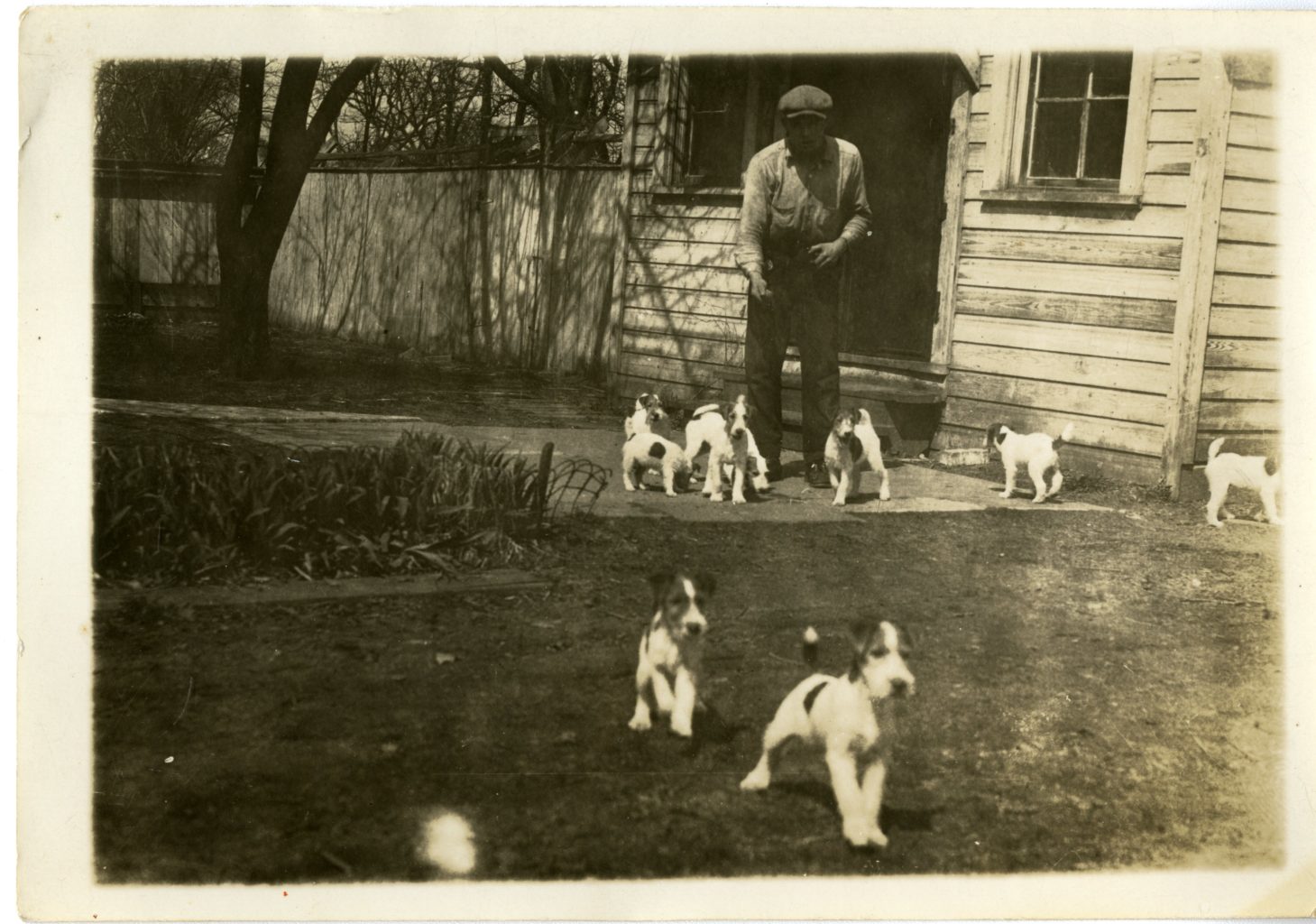 A man and eight terriers.